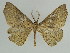  (Miantochora AH01Tz - BC ZSM Lep 44446)  @14 [ ] CreativeCommons - Attribution Non-Commercial Share-Alike (2010) Axel Hausmann/Bavarian State Collection of Zoology (ZSM) SNSB, Zoologische Staatssammlung Muenchen