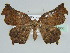  ( - BC ZSM Lep 44465)  @13 [ ] CreativeCommons - Attribution Non-Commercial Share-Alike (2010) Axel Hausmann/Bavarian State Collection of Zoology (ZSM) SNSB, Zoologische Staatssammlung Muenchen