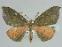  ( - BC ZSM Lep 44466)  @11 [ ] CreativeCommons - Attribution Non-Commercial Share-Alike (2010) Axel Hausmann/Bavarian State Collection of Zoology (ZSM) SNSB, Zoologische Staatssammlung Muenchen