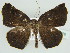  ( - BC ZSM Lep 44478)  @14 [ ] CreativeCommons - Attribution Non-Commercial Share-Alike (2010) Axel Hausmann/Bavarian State Collection of Zoology (ZSM) SNSB, Zoologische Staatssammlung Muenchen