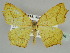  ( - BC ZSM Lep 44484)  @14 [ ] CreativeCommons - Attribution Non-Commercial Share-Alike (2010) Axel Hausmann/Bavarian State Collection of Zoology (ZSM) SNSB, Zoologische Staatssammlung Muenchen