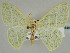 ( - BC ZSM Lep 44485)  @14 [ ] CreativeCommons - Attribution Non-Commercial Share-Alike (2010) Axel Hausmann/Bavarian State Collection of Zoology (ZSM) SNSB, Zoologische Staatssammlung Muenchen