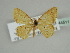  ( - BC ZSM Lep 44511)  @13 [ ] CreativeCommons - Attribution Non-Commercial Share-Alike (2010) Axel Hausmann/Bavarian State Collection of Zoology (ZSM) SNSB, Zoologische Staatssammlung Muenchen