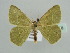  ( - BC ZSM Lep 45088)  @13 [ ] CreativeCommons - Attribution Non-Commercial Share-Alike (2010) Axel Hausmann/Bavarian State Collection of Zoology (ZSM) SNSB, Zoologische Staatssammlung Muenchen