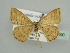  ( - BC ZSM Lep 45090)  @11 [ ] CreativeCommons - Attribution Non-Commercial Share-Alike (2010) Axel Hausmann/Bavarian State Collection of Zoology (ZSM) SNSB, Zoologische Staatssammlung Muenchen