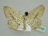 ( - BC ZSM Lep 45114)  @14 [ ] CreativeCommons - Attribution Non-Commercial Share-Alike (2010) Axel Hausmann/Bavarian State Collection of Zoology (ZSM) SNSB, Zoologische Staatssammlung Muenchen