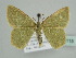  ( - BC ZSM Lep 45115)  @13 [ ] CreativeCommons - Attribution Non-Commercial Share-Alike (2010) Axel Hausmann/Bavarian State Collection of Zoology (ZSM) SNSB, Zoologische Staatssammlung Muenchen
