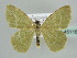  ( - BC ZSM Lep 45116)  @13 [ ] CreativeCommons - Attribution Non-Commercial Share-Alike (2010) Axel Hausmann/Bavarian State Collection of Zoology (ZSM) SNSB, Zoologische Staatssammlung Muenchen