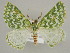  (Thetidia plusiaria - BC ZSM Lep 45117)  @11 [ ] CreativeCommons - Attribution Non-Commercial Share-Alike (2010) Axel Hausmann/Bavarian State Collection of Zoology (ZSM) SNSB, Zoologische Staatssammlung Muenchen