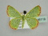  ( - BC ZSM Lep 45119)  @13 [ ] CreativeCommons - Attribution Non-Commercial Share-Alike (2010) Axel Hausmann/Bavarian State Collection of Zoology (ZSM) SNSB, Zoologische Staatssammlung Muenchen