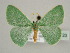  (Xenochlorodes olympiaria - BC ZSM Lep 45123)  @14 [ ] CreativeCommons - Attribution Non-Commercial Share-Alike (2010) Axel Hausmann/Bavarian State Collection of Zoology (ZSM) SNSB, Zoologische Staatssammlung Muenchen