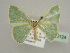  (Comostola inops - BC ZSM Lep 45124)  @11 [ ] CreativeCommons - Attribution Non-Commercial Share-Alike (2010) Axel Hausmann/Bavarian State Collection of Zoology (ZSM) SNSB, Zoologische Staatssammlung Muenchen