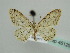  ( - BC ZSM Lep 45129)  @13 [ ] CreativeCommons - Attribution Non-Commercial Share-Alike (2010) Axel Hausmann/Bavarian State Collection of Zoology (ZSM) SNSB, Zoologische Staatssammlung Muenchen