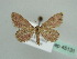  ( - BC ZSM Lep 45131)  @13 [ ] CreativeCommons - Attribution Non-Commercial Share-Alike (2010) Axel Hausmann/Bavarian State Collection of Zoology (ZSM) SNSB, Zoologische Staatssammlung Muenchen