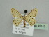  ( - BC ZSM Lep 45143)  @13 [ ] CreativeCommons - Attribution Non-Commercial Share-Alike (2010) Axel Hausmann/Bavarian State Collection of Zoology (ZSM) SNSB, Zoologische Staatssammlung Muenchen
