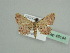  ( - BC ZSM Lep 45144)  @12 [ ] CreativeCommons - Attribution Non-Commercial Share-Alike (2010) Axel Hausmann/Bavarian State Collection of Zoology (ZSM) SNSB, Zoologische Staatssammlung Muenchen