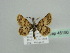  (Cleta ramosaria - BC ZSM Lep 45150)  @11 [ ] CreativeCommons - Attribution Non-Commercial Share-Alike (2010) Axel Hausmann/Bavarian State Collection of Zoology (ZSM) SNSB, Zoologische Staatssammlung Muenchen