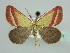 ( - BC ZSM Lep 45151)  @13 [ ] CreativeCommons - Attribution Non-Commercial Share-Alike (2010) Axel Hausmann/Bavarian State Collection of Zoology (ZSM) SNSB, Zoologische Staatssammlung Muenchen