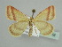  ( - BC ZSM Lep 45152)  @13 [ ] CreativeCommons - Attribution Non-Commercial Share-Alike (2010) Axel Hausmann/Bavarian State Collection of Zoology (ZSM) SNSB, Zoologische Staatssammlung Muenchen