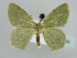  ( - BC ZSM Lep 45159)  @13 [ ] CreativeCommons - Attribution Non-Commercial Share-Alike (2010) Axel Hausmann/Bavarian State Collection of Zoology (ZSM) SNSB, Zoologische Staatssammlung Muenchen