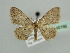  (Idaea korbi - BC ZSM Lep 45166)  @12 [ ] CreativeCommons - Attribution Non-Commercial Share-Alike (2010) Axel Hausmann/Bavarian State Collection of Zoology (ZSM) SNSB, Zoologische Staatssammlung Muenchen