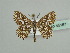  ( - BC ZSM Lep 45167)  @13 [ ] CreativeCommons - Attribution Non-Commercial Share-Alike (2010) Axel Hausmann/Bavarian State Collection of Zoology (ZSM) SNSB, Zoologische Staatssammlung Muenchen
