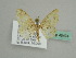  ( - BC ZSM Lep 45474)  @13 [ ] CreativeCommons - Attribution Non-Commercial Share-Alike (2010) Axel Hausmann/Bavarian State Collection of Zoology (ZSM) SNSB, Zoologische Staatssammlung Muenchen