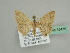  ( - BC ZSM Lep 45475)  @13 [ ] CreativeCommons - Attribution Non-Commercial Share-Alike (2010) Axel Hausmann/Bavarian State Collection of Zoology (ZSM) SNSB, Zoologische Staatssammlung Muenchen