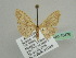  ( - BC ZSM Lep 45476)  @12 [ ] CreativeCommons - Attribution Non-Commercial Share-Alike (2010) Axel Hausmann/Bavarian State Collection of Zoology (ZSM) SNSB, Zoologische Staatssammlung Muenchen