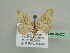  (Scopula minorataAH01Et - BC ZSM Lep 45477)  @13 [ ] CreativeCommons - Attribution Non-Commercial Share-Alike (2010) Axel Hausmann/Bavarian State Collection of Zoology (ZSM) SNSB, Zoologische Staatssammlung Muenchen