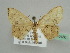  ( - BC ZSM Lep 45480)  @12 [ ] CreativeCommons - Attribution Non-Commercial Share-Alike (2010) Axel Hausmann/Bavarian State Collection of Zoology (ZSM) SNSB, Zoologische Staatssammlung Muenchen