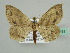  ( - BC ZSM Lep 45481)  @12 [ ] CreativeCommons - Attribution Non-Commercial Share-Alike (2010) Axel Hausmann/Bavarian State Collection of Zoology (ZSM) SNSB, Zoologische Staatssammlung Muenchen