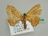  ( - BC ZSM Lep 45488)  @13 [ ] CreativeCommons - Attribution Non-Commercial Share-Alike (2010) Axel Hausmann/Bavarian State Collection of Zoology (ZSM) SNSB, Zoologische Staatssammlung Muenchen