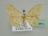  (Scopula AH08Et - BC ZSM Lep 45513)  @14 [ ] CreativeCommons - Attribution Non-Commercial Share-Alike (2010) Axel Hausmann/Bavarian State Collection of Zoology (ZSM) SNSB, Zoologische Staatssammlung Muenchen