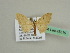  (Scopula AH09Et - BC ZSM Lep 45515)  @13 [ ] CreativeCommons - Attribution Non-Commercial Share-Alike (2010) Axel Hausmann/Bavarian State Collection of Zoology (ZSM) SNSB, Zoologische Staatssammlung Muenchen