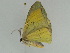  ( - BC ZSM Lep 47362)  @12 [ ] CreativeCommons - Attribution Non-Commercial Share-Alike (2010) Axel Hausmann/Bavarian State Collection of Zoology (ZSM) SNSB, Zoologische Staatssammlung Muenchen