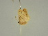  ( - BC ZSM Lep 47368)  @12 [ ] CreativeCommons - Attribution Non-Commercial Share-Alike (2010) Axel Hausmann/Bavarian State Collection of Zoology (ZSM) SNSB, Zoologische Staatssammlung Muenchen