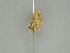  ( - BC ZSM Lep 47370)  @12 [ ] CreativeCommons - Attribution Non-Commercial Share-Alike (2010) Axel Hausmann/Bavarian State Collection of Zoology (ZSM) SNSB, Zoologische Staatssammlung Muenchen