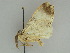  ( - BC ZSM Lep 47381)  @12 [ ] CreativeCommons - Attribution Non-Commercial Share-Alike (2010) Axel Hausmann/Bavarian State Collection of Zoology (ZSM) SNSB, Zoologische Staatssammlung Muenchen