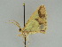  ( - BC ZSM Lep 47382)  @13 [ ] CreativeCommons - Attribution Non-Commercial Share-Alike (2010) Axel Hausmann/Bavarian State Collection of Zoology (ZSM) SNSB, Zoologische Staatssammlung Muenchen