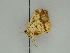  ( - BC ZSM Lep 47397)  @12 [ ] CreativeCommons - Attribution Non-Commercial Share-Alike (2010) Axel Hausmann/Bavarian State Collection of Zoology (ZSM) SNSB, Zoologische Staatssammlung Muenchen