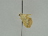  ( - BC ZSM Lep 47414)  @12 [ ] CreativeCommons - Attribution Non-Commercial Share-Alike (2010) Axel Hausmann/Bavarian State Collection of Zoology (ZSM) SNSB, Zoologische Staatssammlung Muenchen