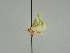  ( - BC ZSM Lep 47429)  @12 [ ] CreativeCommons - Attribution Non-Commercial Share-Alike (2010) Axel Hausmann/Bavarian State Collection of Zoology (ZSM) SNSB, Zoologische Staatssammlung Muenchen