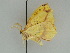  ( - BC ZSM Lep 47435)  @13 [ ] CreativeCommons - Attribution Non-Commercial Share-Alike (2010) Axel Hausmann/Bavarian State Collection of Zoology (ZSM) SNSB, Zoologische Staatssammlung Muenchen