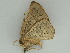  ( - BC ZSM Lep 47446)  @12 [ ] CreativeCommons - Attribution Non-Commercial Share-Alike (2010) Axel Hausmann/Bavarian State Collection of Zoology (ZSM) SNSB, Zoologische Staatssammlung Muenchen