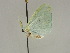  ( - BC ZSM Lep 47448)  @12 [ ] CreativeCommons - Attribution Non-Commercial Share-Alike (2010) Axel Hausmann/Bavarian State Collection of Zoology (ZSM) SNSB, Zoologische Staatssammlung Muenchen