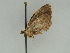  ( - BC ZSM Lep 47454)  @12 [ ] CreativeCommons - Attribution Non-Commercial Share-Alike (2010) Axel Hausmann/Bavarian State Collection of Zoology (ZSM) SNSB, Zoologische Staatssammlung Muenchen