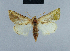  ( - BC ZSM Lep 48030)  @11 [ ] CreativeCommons - Attribution Non-Commercial Share-Alike (2010) Axel Hausmann/Bavarian State Collection of Zoology (ZSM) SNSB, Zoologische Staatssammlung Muenchen