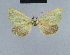  ( - BC ZSM Lep 48041)  @13 [ ] CreativeCommons - Attribution Non-Commercial Share-Alike (2010) Axel Hausmann/Bavarian State Collection of Zoology (ZSM) SNSB, Zoologische Staatssammlung Muenchen