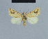  ( - BC ZSM Lep 48055)  @11 [ ] CreativeCommons - Attribution Non-Commercial Share-Alike (2010) Axel Hausmann/Bavarian State Collection of Zoology (ZSM) SNSB, Zoologische Staatssammlung Muenchen